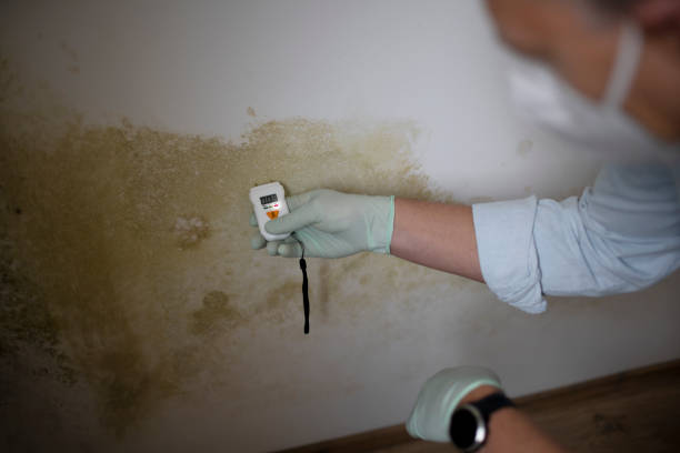 Why You Should Choose Our Mold Remediation Services in Clio, AL